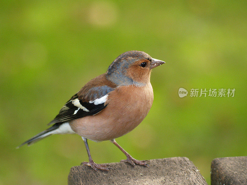 查芬奇 （弗林吉拉小肠杆菌）